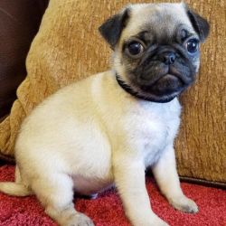 3/4 Beauiful Pug Puppy's Ready To Go