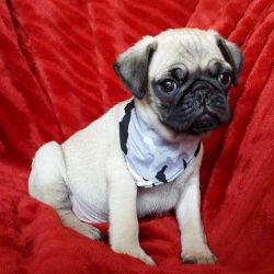 4 Kc Beautiful Pug Puppies For Sale