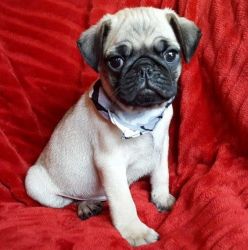 Ready Now!!! Kc Registered White Pug Puppies