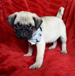 Ready Now!!! Kc Registered Fawn Pug Puppies