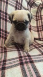 Lovely and cute Pug pups ready to go for a new family now...