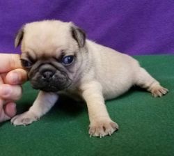 Pug Puppies Ready Now