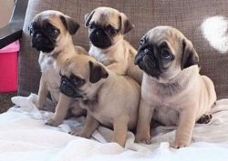 Pug puppies out for lovely homes