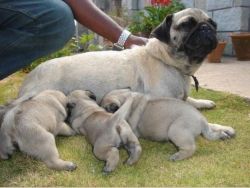 Easygoing and intelligent Pug puppies