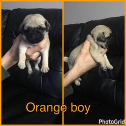 nice looking male and female pug ready now