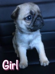 Cute and male and female pug puppies for sale