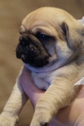 Pedigree Fawn and Black Pug Puppies for Sale