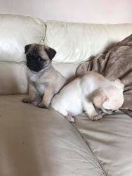nice and good looking male and female pug ready now