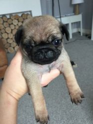 Kc Registered Fawn Male Pug Puppy