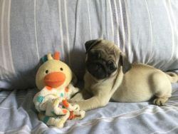 AKC pug pups looking for an active family.