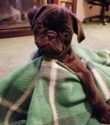 ****kc Registered Pug Fawn/white Puppies****