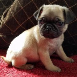 Beautiful Kc Registered Pug Pup For Sale