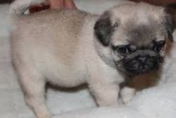 Adorable purebred Pug Puppies available