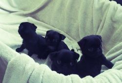 ** Beautiful Black Pug Puppies For Sale Kc Reg