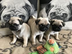 Adorable Pug puppies ready