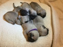 Registered Pug Puppies