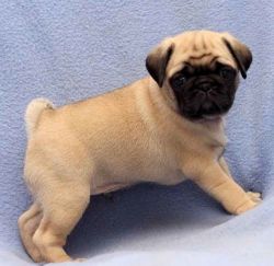 Puppy is Full Bred Pug,