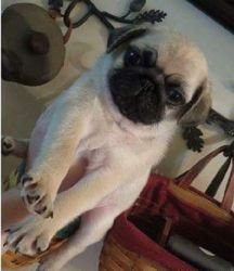 Male and female pug puppies available