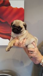 Top Quality Pug Puppies **