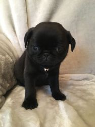 Outstanding Litter Of Pug Puppies For Sale