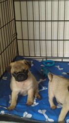 K.c Registered Pugs Ready To Leave