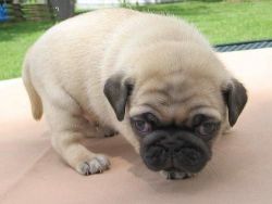 Precious Pug puppies for sale ...