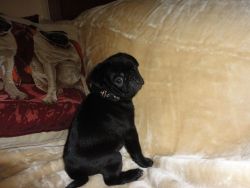 Quality Kc Registered Pug Puppies