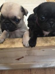 Ready Now Kc Self Whelped Pugs. Only 3 Girls Left