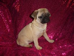 Exquisite Tiny Kc Fawn Female Pug Puppy