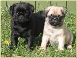 Adorable Male and female MOPS puppies for good home