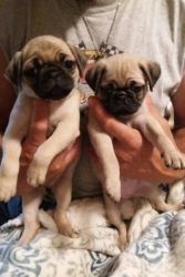 Pug puppies for adoption