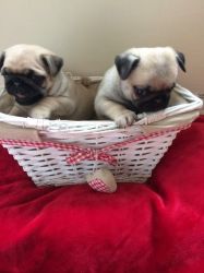 Cuties pugs puppies Available to Go