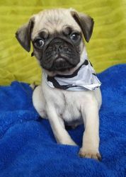 LOvely Pug Puppies For Sale