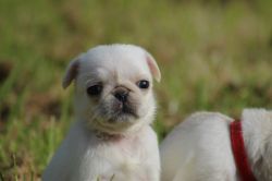 Beautiful 3/4 Pug Pups For Sale