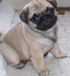 Pure Pug puppies available