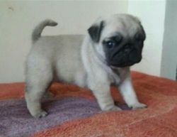 Outstanding M&F Beautiful 11 weeks old pug Puppies