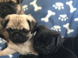 Kc Registered Pug Puppies For Sale