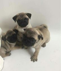 Pug Puppies For Sale A* Quality Pure Breed