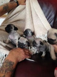 Akc Registered Fawn Pug Puppies