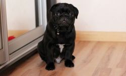 Male and Female Pug Puppies For Sale