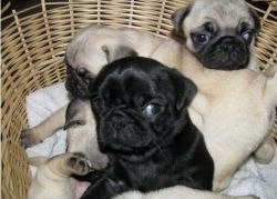 Male and female Pug Puppies available