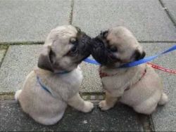 Cute male and female Pug puppies for rehoming