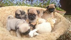 Ready Now Gorgeous Pure Pug Puppies For Sale
