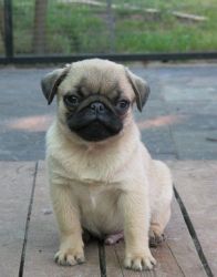 Friendly and lovely Pug Puppies