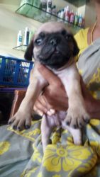 PUG PUPPY FOR SALE