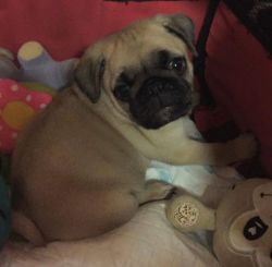 Adorable K.c Registered Pug Puppy Ready Now