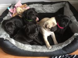 Fawn Pug Puppies For Sale