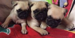 Kc Registered Fawn Female Pug Puppies
