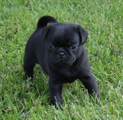 Healthy Pug Puppies ready now