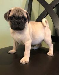 Male and female Pug puppies